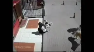 bmlg