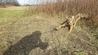 Coyote Trapping in Indiana Blind Trail Set 1