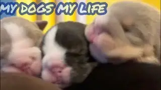 ENGLISH BULLDOG #filhote fofo #प्यारा पिल्ला #anak anjing lucu #可爱的小狗 #cute na tuta #LIVE #furbabies
