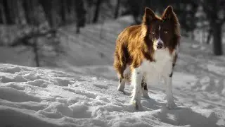 Watson, the Coffee brown border collie song