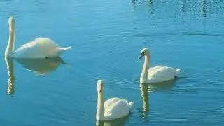 Beautiful & Relaxing Swans Lake in Lake County CA #swans #beautiful #lake #relaxing #adventures 
