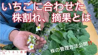 いちごに合わせた株割れ具合、摘果で収量アップ!タイミングを合わせて収入最大化!