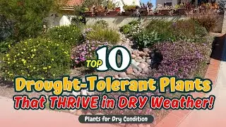Top 10 Drought-Tolerant Plants That THRIVE in DRY Weather! 🌵🔥🌻 // Gardening Ideas