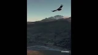 🎵 