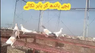New baby pigeon bahir nikaly // Ghazi pigeon club