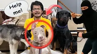 Can Bully dog save my life? | Dog can talk | Rottweiler vs bully dog | Review reloaded