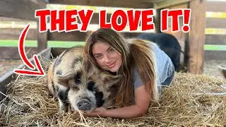 We built a NEW pig pen!! | DIY Pig Pen