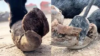 The Donkey's Hoof Was Severely Twisted And Ulcerated Internally, Requiring Emergency Treatment.