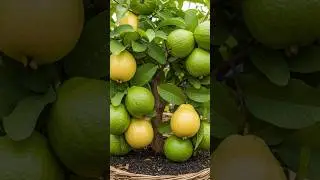Amazing Grafting Guava tree in lemon fruit very Easy #growth #garden #fruit #plants #gardening #grow
