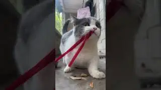 The Big Boss? #dailyshorts #nature #Rynza #shortvideo #cat #catvideos #catshorts #catlovers