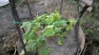 ОГУРЦЫ В КОРЫТЕ 2