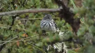 Black-crested Tit-Tyrant (Anairetes nigrocristatus)