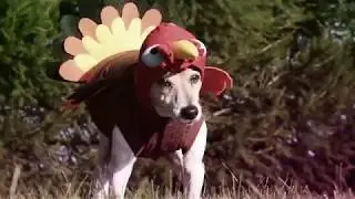 Turkey Dog | BCI Defense LLC