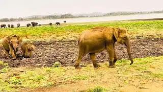 Elephant Family Enjoying a Peaceful Meal in the Wild | Rare Jungle Footage 