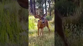 #deer #venado #bajacalifornia #mexico #bwild