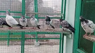 گھرکے جوروں کے نیو بچے اور سردیوں میں کبوتر کے بچوں کو کون سی میڈیسن دینی چاہیے 