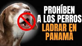 NUEVA Ley en PANAM&Aacute; proh&iacute;be a los perros ladrar despu&eacute;s de las 6:00 pm