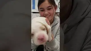 TriSetters Puppy Project - Episode 2: ENS (Early Neurological Stimulation)