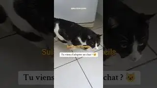 Tu viens d'adopter un chat et il a peur de toi ? partie 2