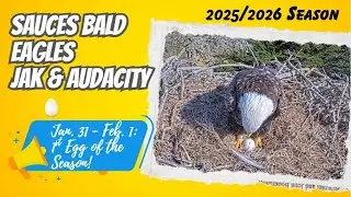 First Egg Arrives! | Sauces Nest of Jak & Audacity (1/31–2/1)