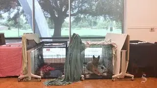 Austin Animal Center receives more than 300 animals since July 4