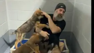 Dog's love and trust in humans || online animals tips