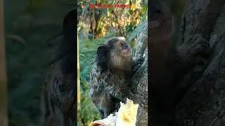 MACACO SAGUI CHAMANDO PARA COMER!!!