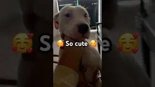#Jimmy  cute 🥰 pitbull in the my world # viral trending short video trending song #