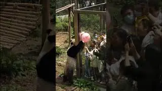 Chinese Panda's Fascination with a Pink Balloon Delights Visitors