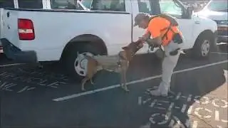 Scout Training with his SAR K9Team 051720