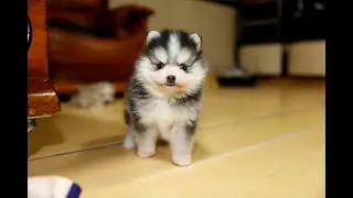 2024 -1- 20 black, male, blue eyes, 4gen, #pomsky