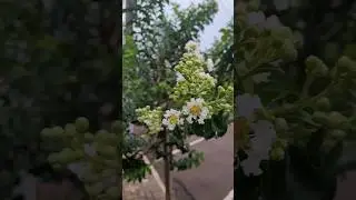 🤍😍Planta Resed&aacute; da flor branca! #reseda #naturezalinda #floreslindas