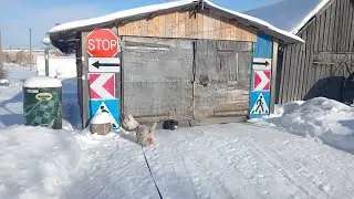 🏕️👍🚒🚑🚗БЕЛАРУСЬ В СИЛЬНЫЙ МОРОЗ. Лайф Хак для ДИЗЕЛЬНЫХ МАШИН.Как доехать и не замерзнуць. Простейшее