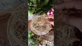 Khus / Vetiver root Infused Water &ndash; Natural Coolant for Mind & Body