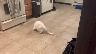 cat slide on kitchen floor