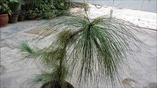 How To Care - Pine Tree | Pine Plant In Pot | Hindi/Urdu