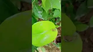lime butterfly with host plant#biotic biotic interaction #scienceexperiment #zoology #bsc #msc