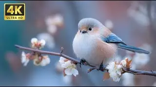 Peaceful January Morning ❄️ Snowy Birds & Gentle Piano for Comfort and Relaxation