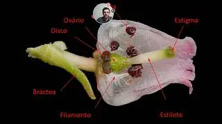 Aster&iacute;deas: Cornales e Ericales