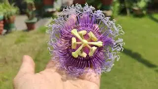 Passion flower | unique flower | kaurav pandav | purple passion flowers #nature #flowers #ahmedabad