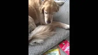 Denver the guilty dog 2