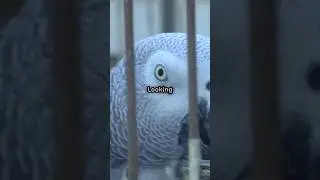 Meet the world's most intelligent bird #africangrayparrot #birds