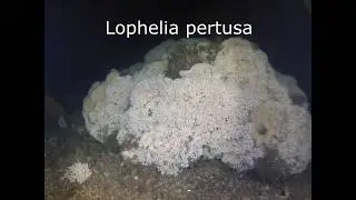Koraller - Lophelia pertusa
