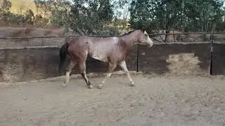 Kiss N Touch - 2011 APHA mare