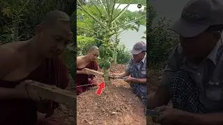 পেঁপে গাছ রোপন করার আধুনিক পদ্ধতি | Papaya framing