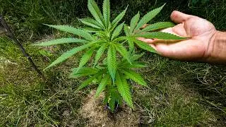 Outdoor Guerilla Cannabis | End of July