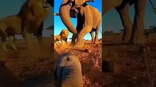 Amazing weapons of animals.動物たちの驚くべき武器 Nature's secret defenses revealed #wildlife #nature #animals