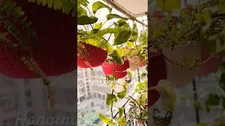 Hanging plants today 🌿 #balconydesignideas #plants