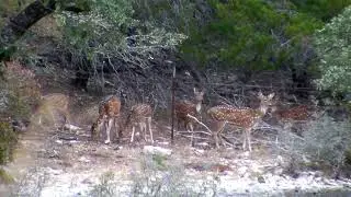 Axis Deer