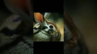 Bunny Blitz: A Fluffy Delight #youtube #ytshort #wildlife #youtubeshorts